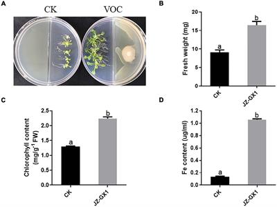 Enhanced Iron Uptake in Plants by Volatile Emissions of Rahnella aquatilis JZ-GX1